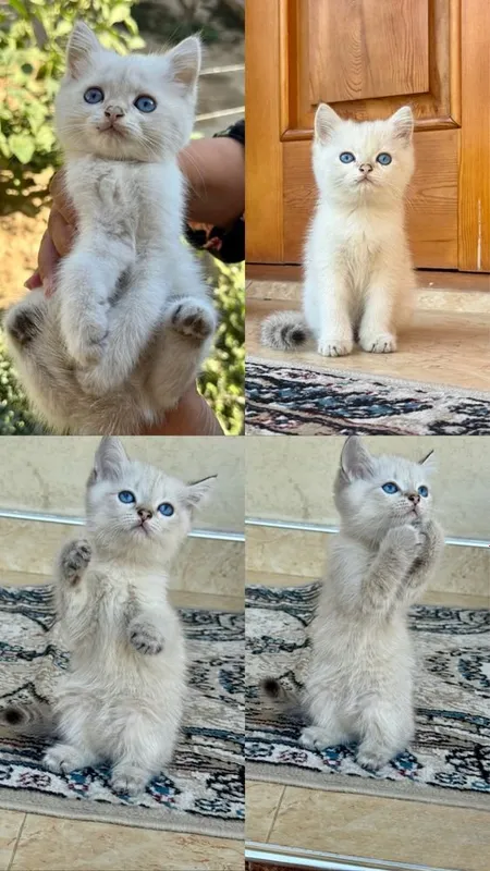 Серебристая шиншилла, 2,5-месячный котёнок, голубые глаза, весёлый и здоровый мальчик 1 Серебристая шиншилла, 2,5-месячный котёнок, голубые глаза, весёлый и здоровый мальчик 1