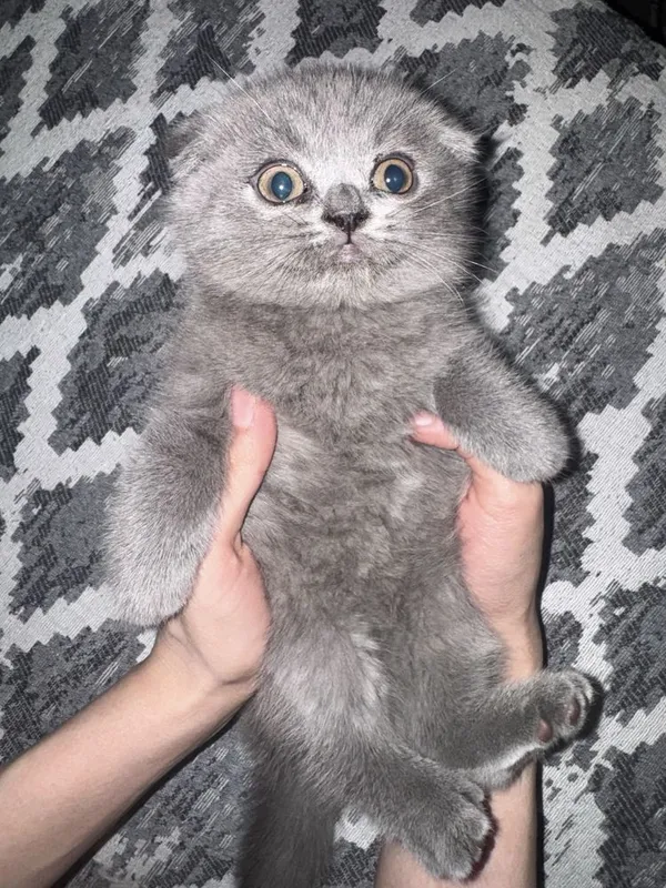 Веслоухие котята 3