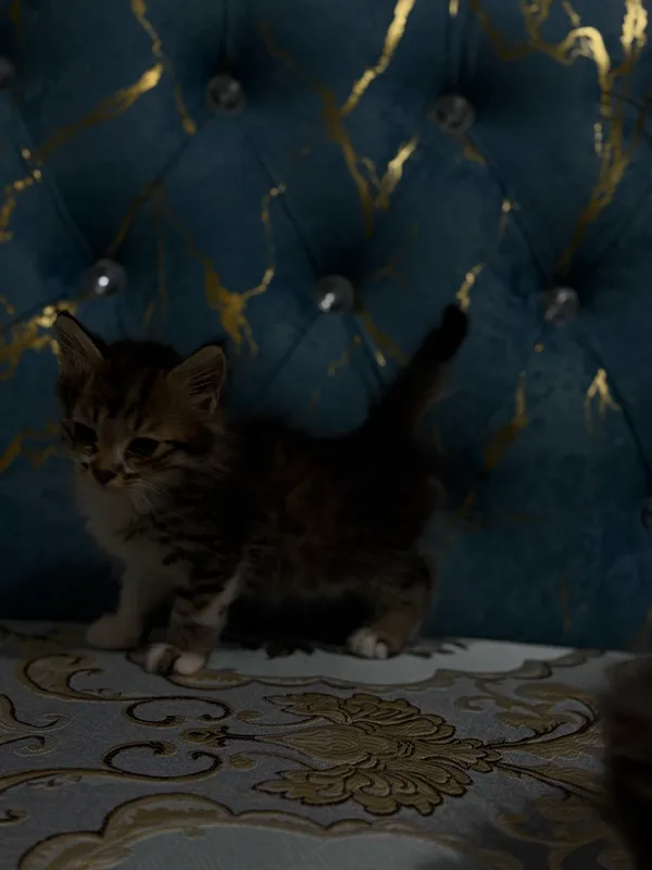 Кошка 2 Кошка 2