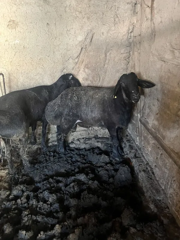Asalomalekom sotladgan qochqor bor jvoy veslar 100 kilo atrofda