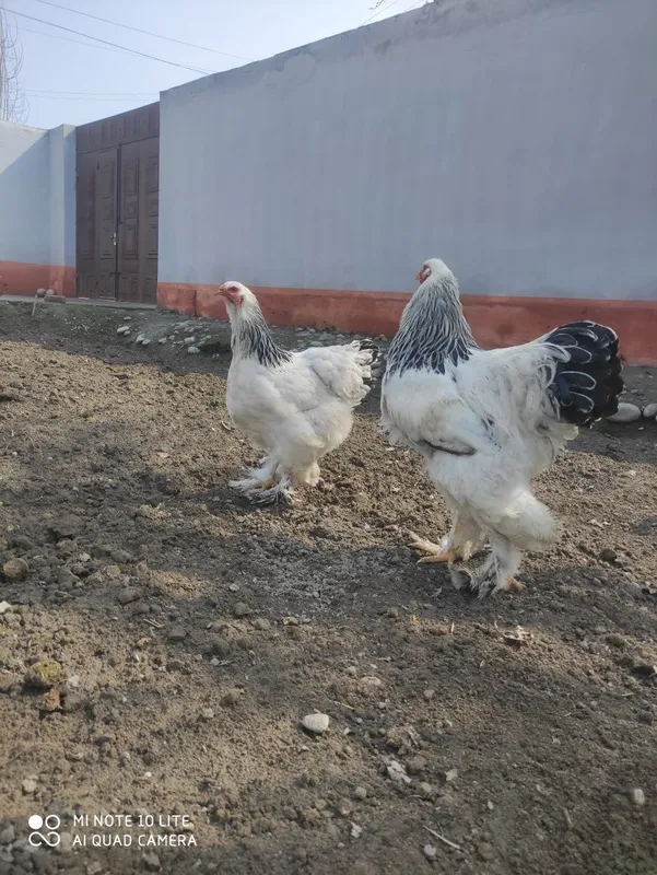 Qora shahzoda. Tuxum