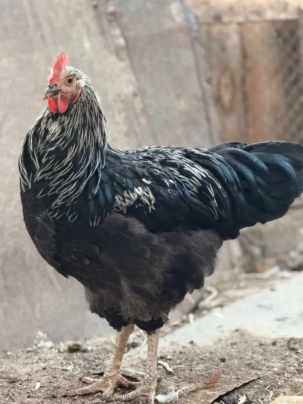 Germaniya Parodasi SUSEKS SILVER GREY Tuhum va Jo’jalari sotiladi — фото 3