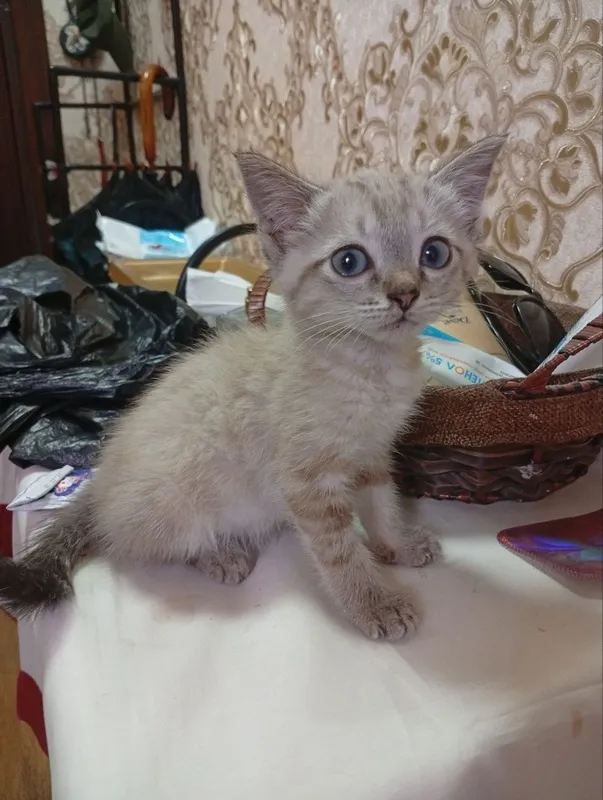 Котёнок Линкс Поинт в добрые руки 3