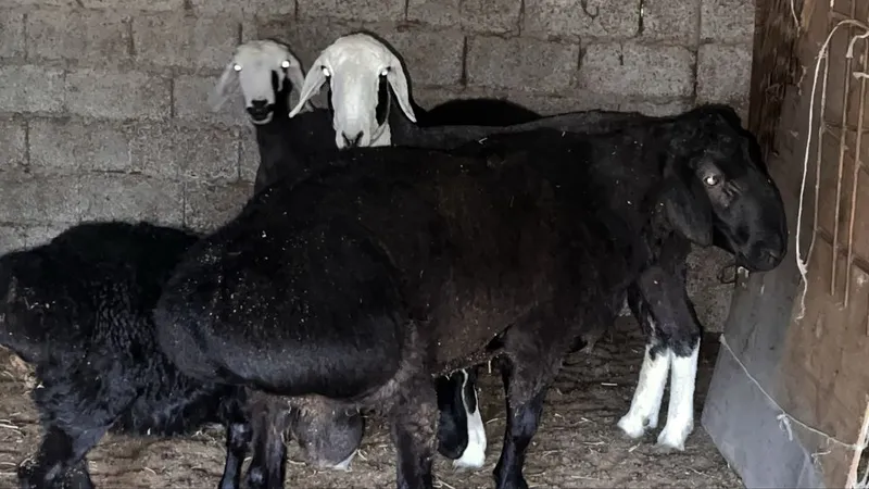 Qurbonlik uchun uyda boqilgan qo’chqorlar sotiladi — фото 1