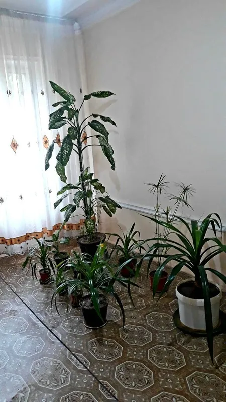 Гуллар,хаммасига 150$ — фото 2