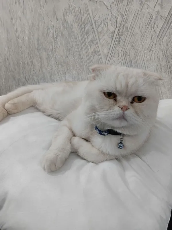 Mushuk sotiladi scottish fold. Продается Кошка шотландский вислоухий 5 Mushuk sotiladi scottish fold. Продается Кошка шотландский вислоухий 5