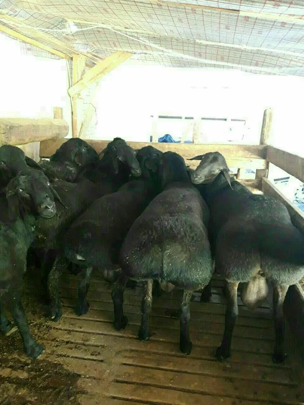 Qurbonlikga Qoʻchqorlar sotiladi
