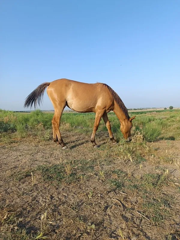 Toy, той от сотилади 1 Toy, той от сотилади 1