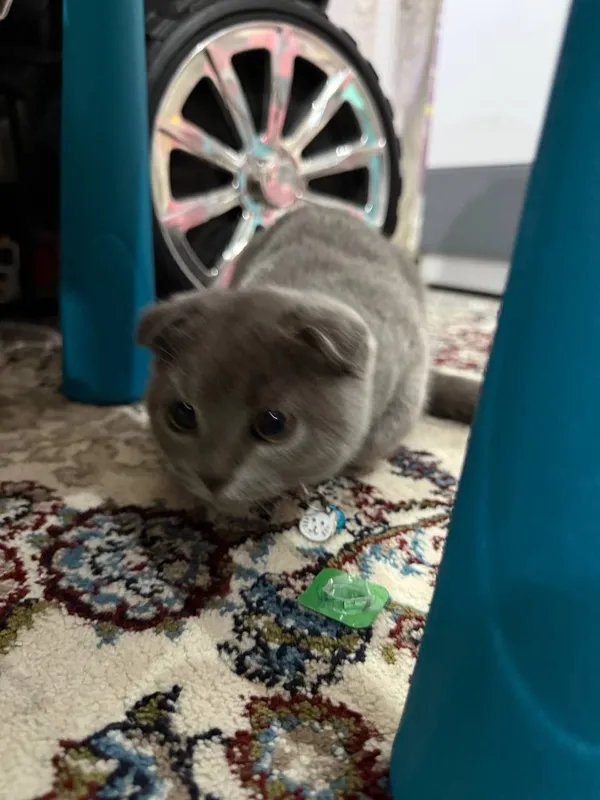 скотиш фолд кошки — фото 3