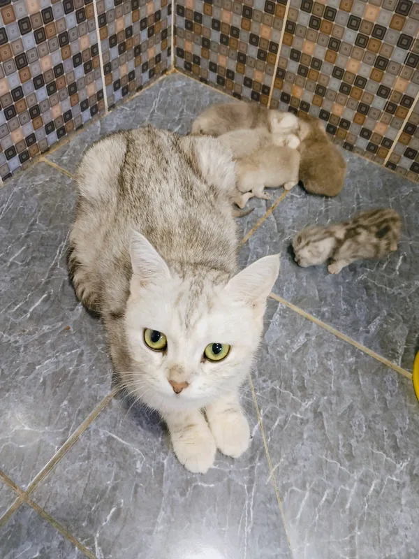 Кошка 2 Кошка 2