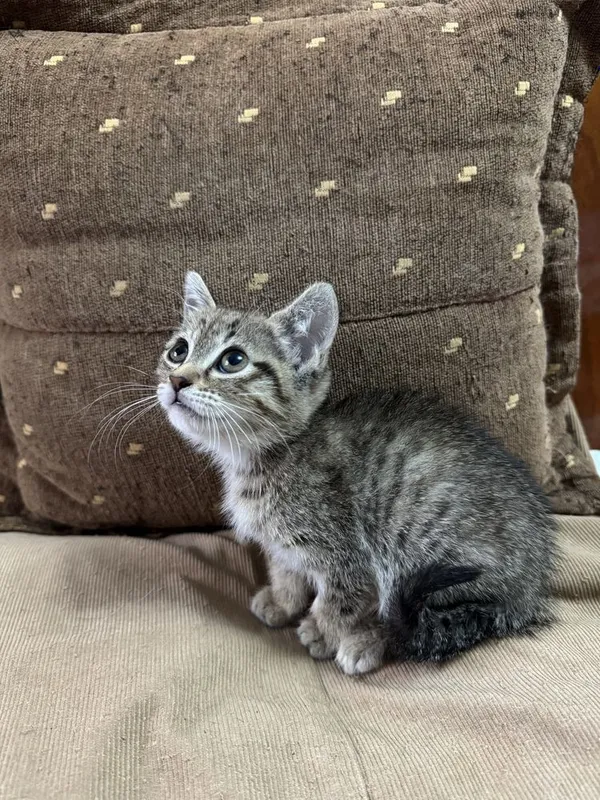 Котята 2 месяца британские 2