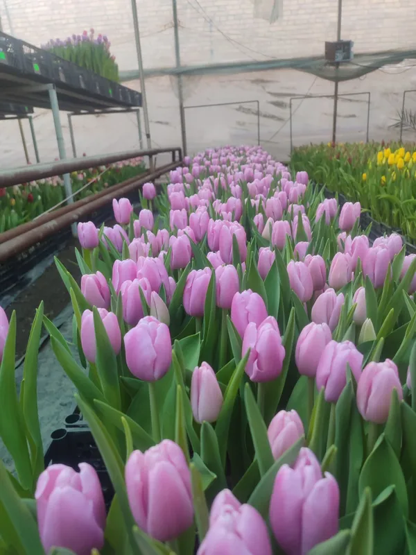 Lola piyozi goland navlari aralash rang, sifatli, — фото 3