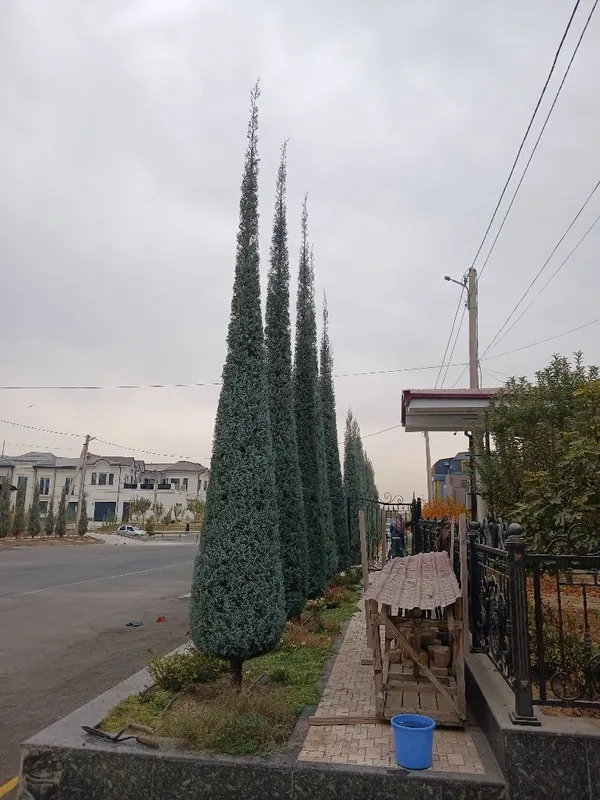 Archa kesish va dorilash xizmati — фото 3