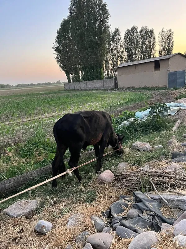 Buqachalar sotiladi soni 2 ta 7