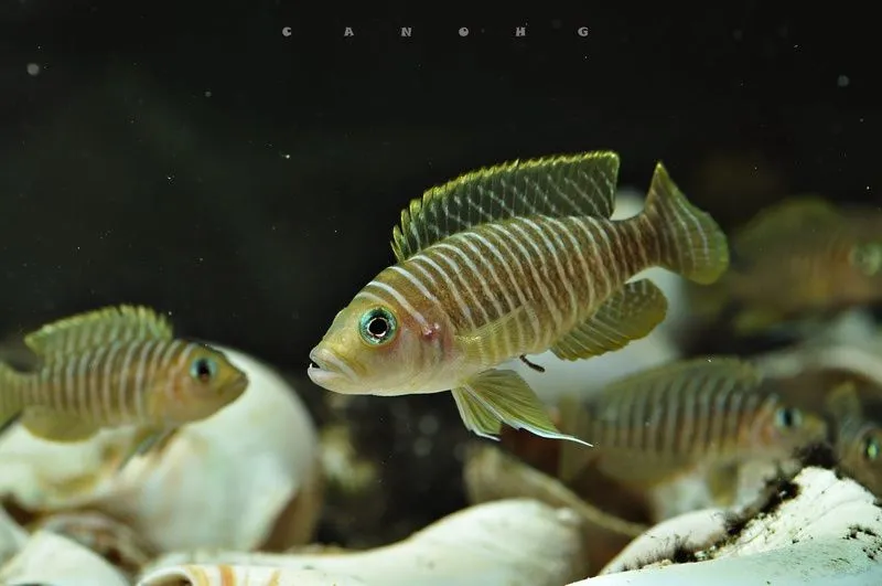Neomprologus Similis