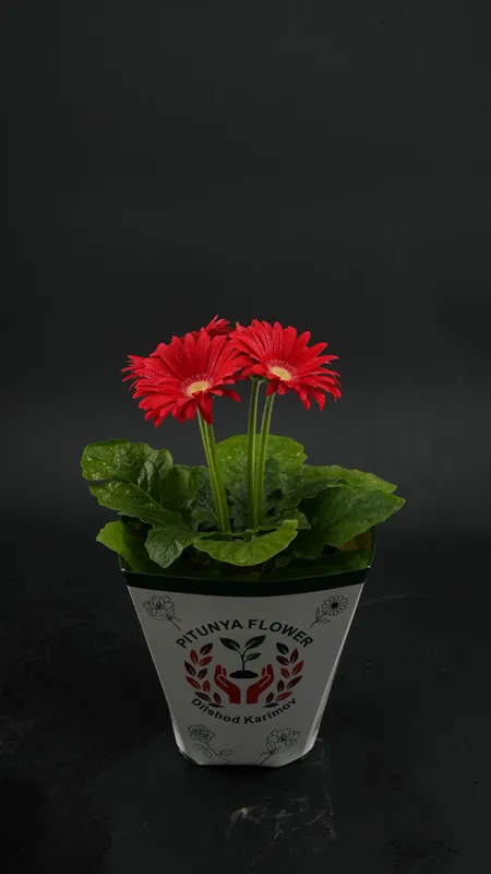 Gerbera
