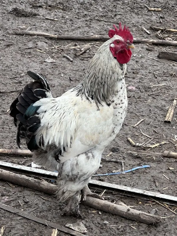 Петух, Светлая брама (Light Brahma)