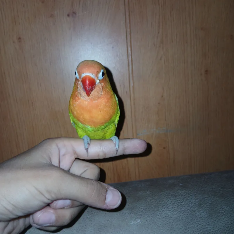 chiko papugay 2 chiko papugay 2