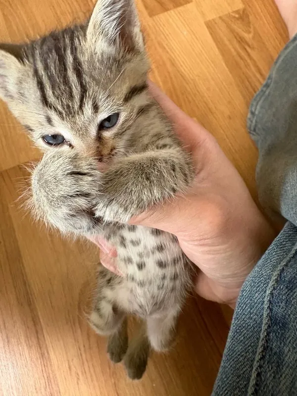 Бенгальский котёнок мальчик 3 Бенгальский котёнок мальчик 3