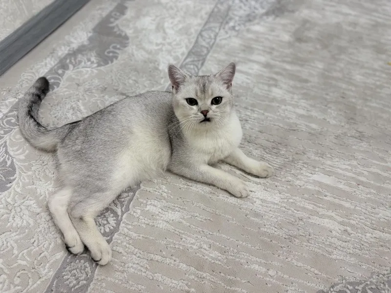 Кошка британская шиншилла — фото 3