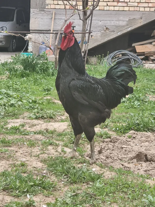 Gigant Qora Shaxzoda