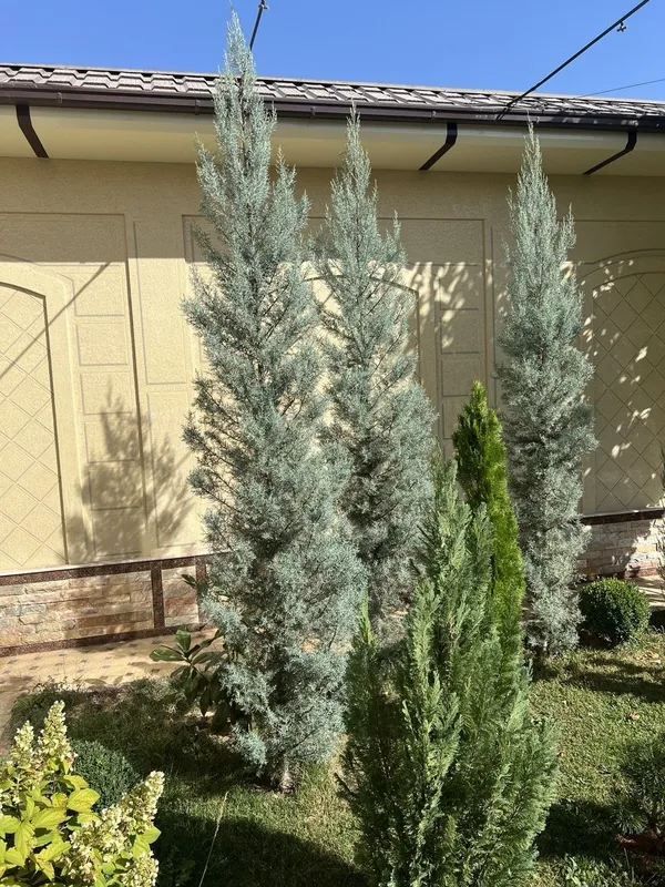 Кипарис Аризонский Италия привазной. Буйи-340см. Нархи-150$.