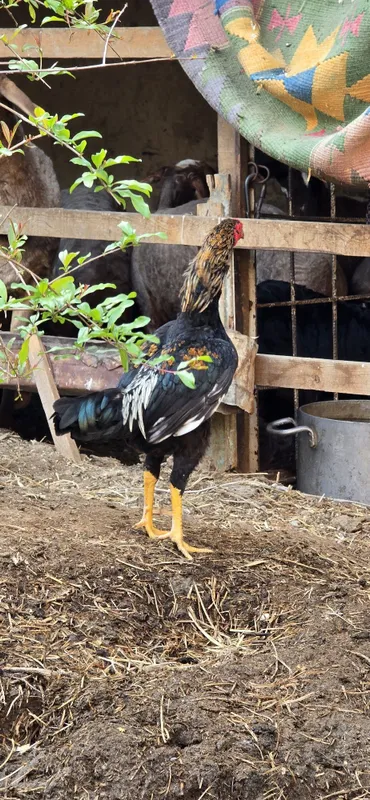 Dakan xoʻrozlar sotiladi