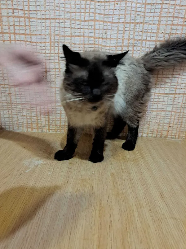 Кот исламский 3 годика 4 Кот исламский 3 годика 4
