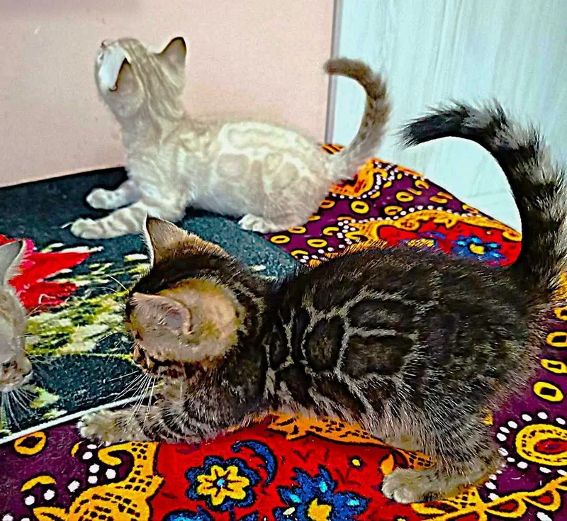 Бенгальские котята — фото 1