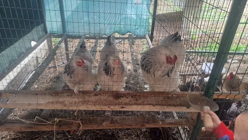 Birama tovoq sotiladi Birama tovoq sotiladi