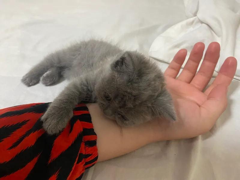 Британский кошка — фото 5
