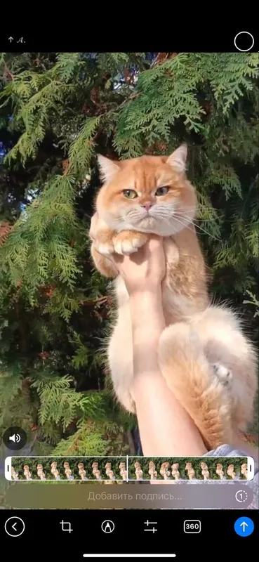 Продаются срочно британские котята — фото 4