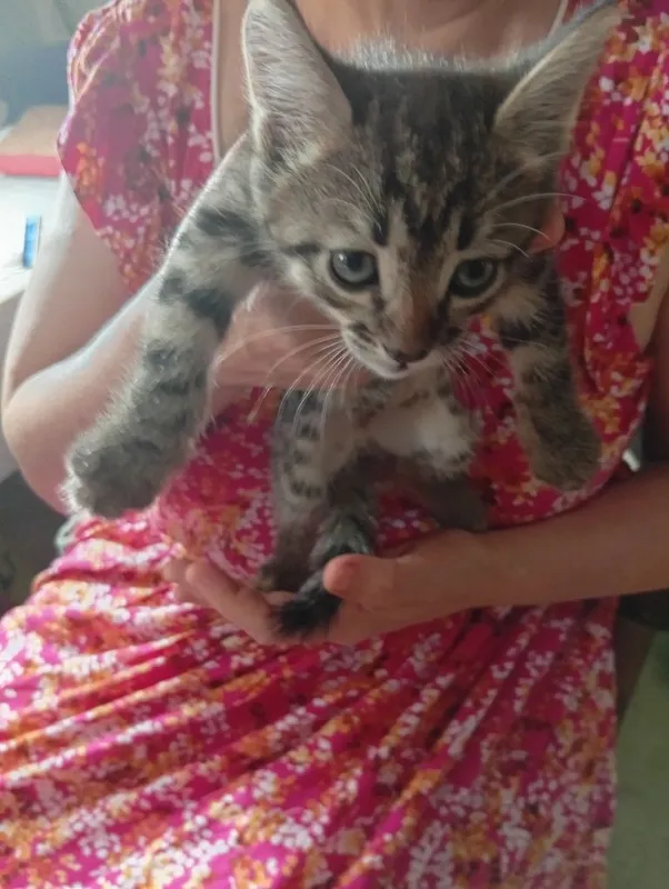 Продаются котята 2 Продаются котята 2