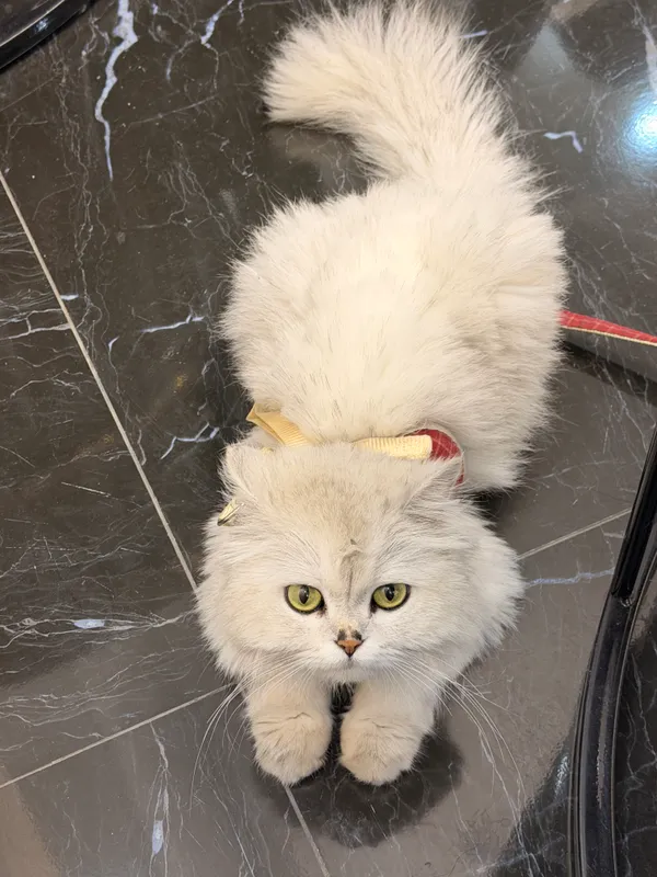Zoti Shinshila sotiladi