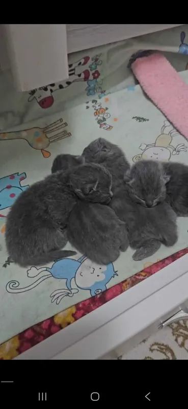 Очаровательные котята голубые правильной вязки. Скоттиш — фото 1