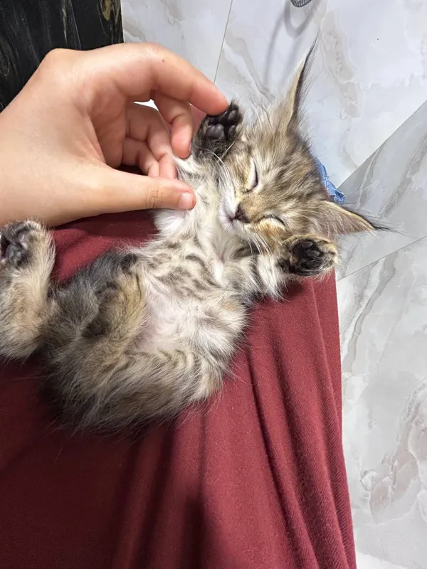 Котенок девочка 1-1,5 месяца — фото 2