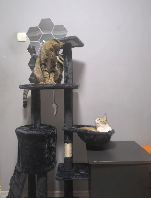 Продаётся домик для котят 2 Продаётся домик для котят 2