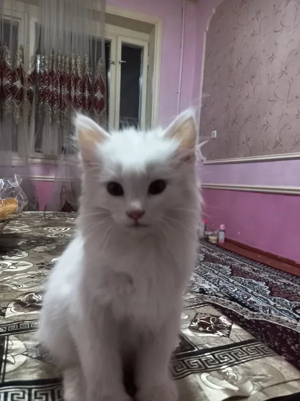 Turk angorasi ug‘l 3 Turk angorasi ug‘l 3