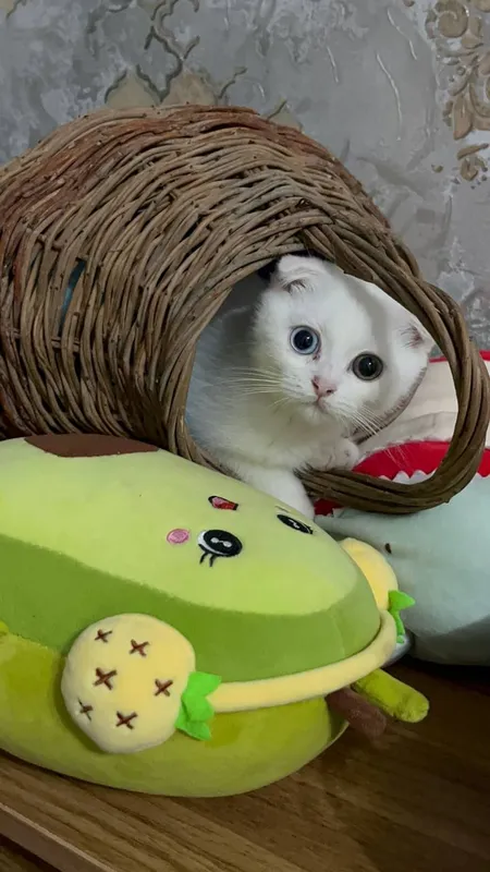 mushuk zoti Scottish Fold   3 oylik
