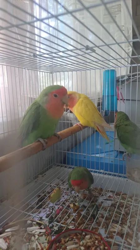 птицы