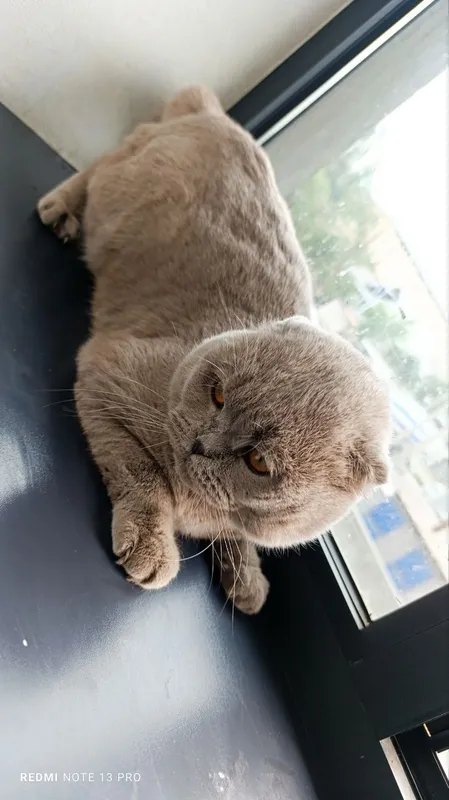 Mushug