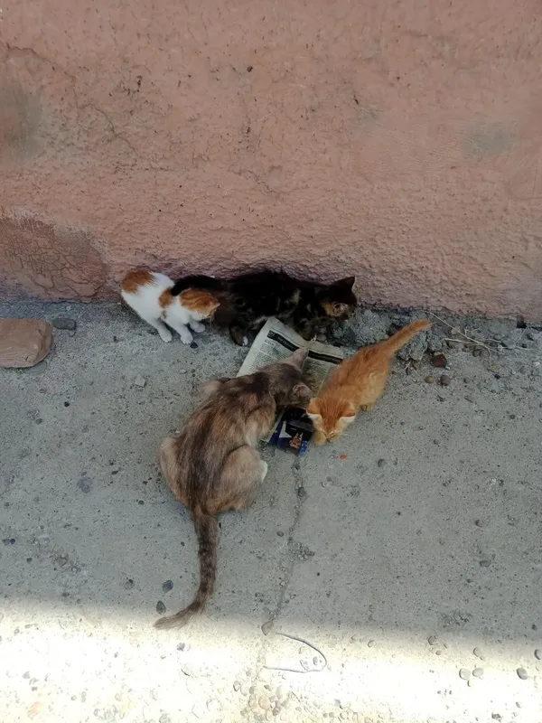 Котята,разные,2мес.мальчики и девочки 7 Котята,разные,2мес.мальчики и девочки 7