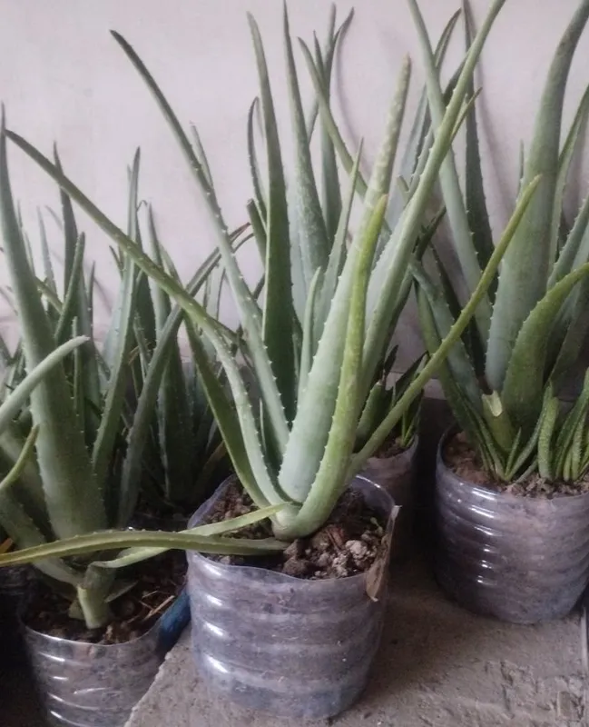 Aloe vera bor.kere bosa bemalol 6