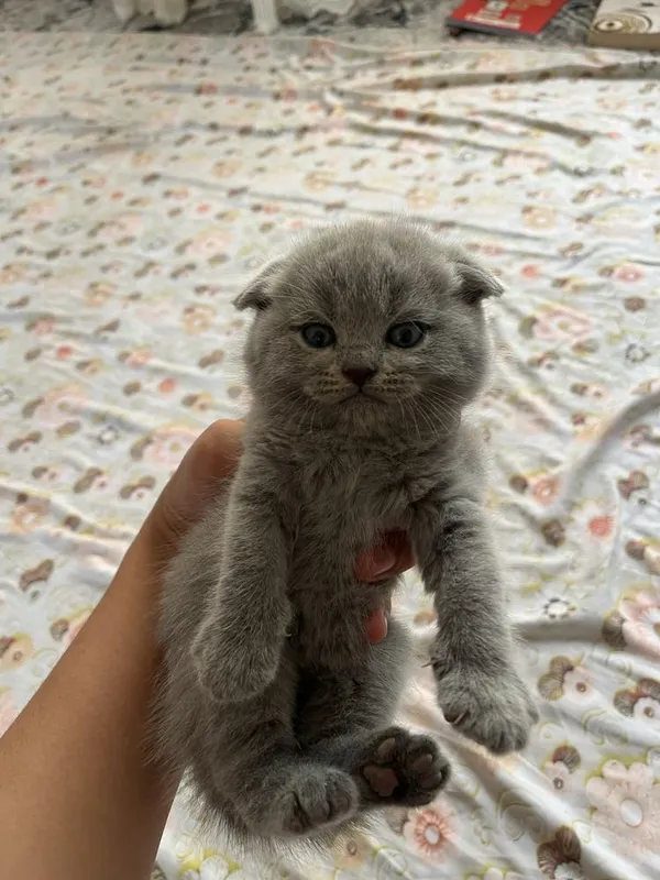 Mushukcha sotiladi srochni 2 Mushukcha sotiladi srochni 2