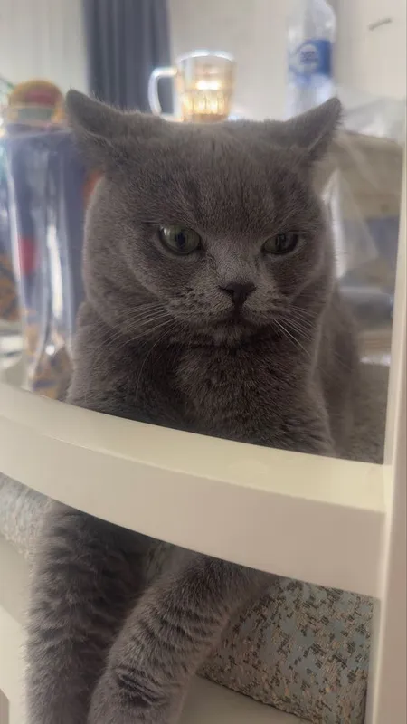 Scottish. Fold 2 5 Scottish. Fold 2 5