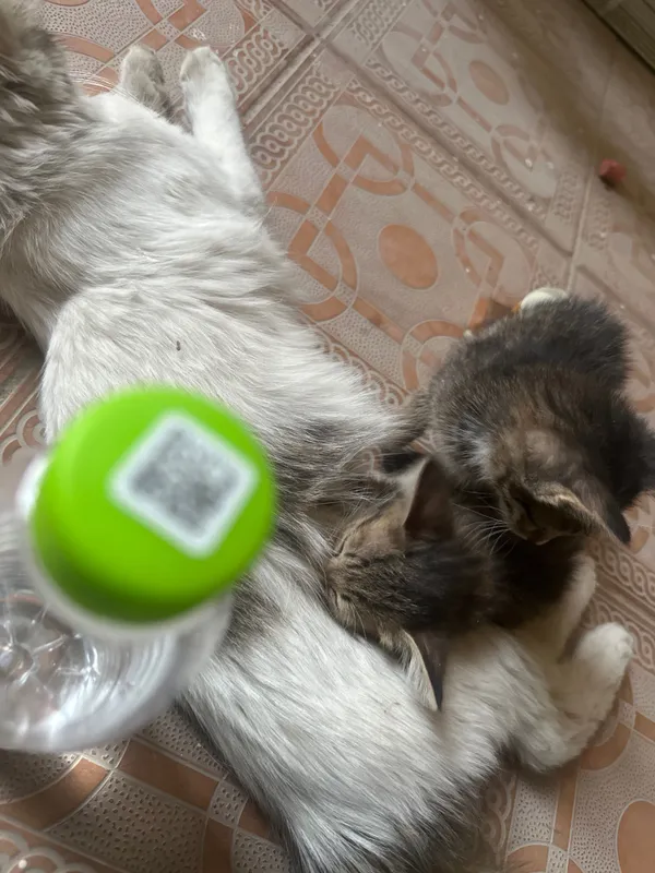 Кошка родила в подъезде, отдам даром котят 2 Кошка родила в подъезде, отдам даром котят 2