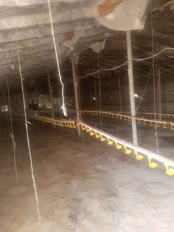 Broller Tovuq boqish uchun Tovuq hona Ijaraga beriladi — фото 4