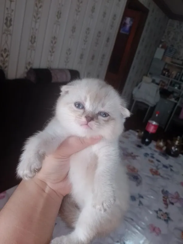 Шотландское вислоуха — фото 3