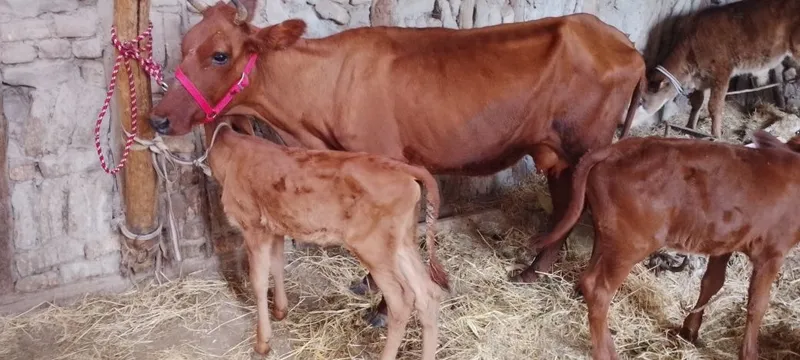 Srochniyga ona bola sigir sotiladi kafolati bilan 2