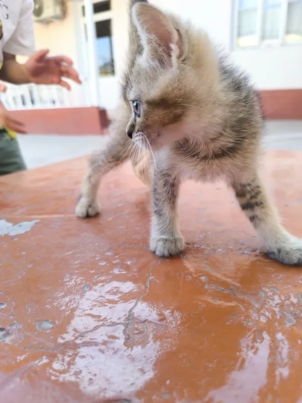 Scottish fold mushukchalar 3